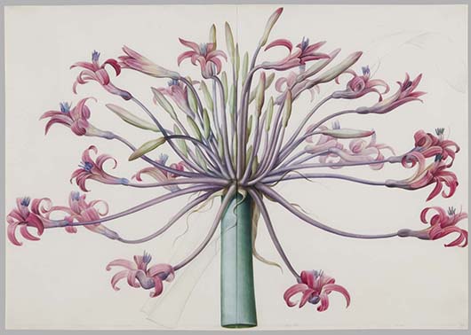 'Joséphine's March Lily, Amaryllis josephinae,' 1802-5. Pierre Joseph Redouté, French, 1759 - 1840. Watercolor over graphite on vellum, Sheet: 19 13/16 × 28 1/4 inches (50.3 × 71.8 cm). Philadelphia Museum of Art, Gift of Ira Brind, in memory of Myrna Brind, and in honor of David Brind, 2012.